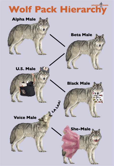 do wolves have a hierarchy.